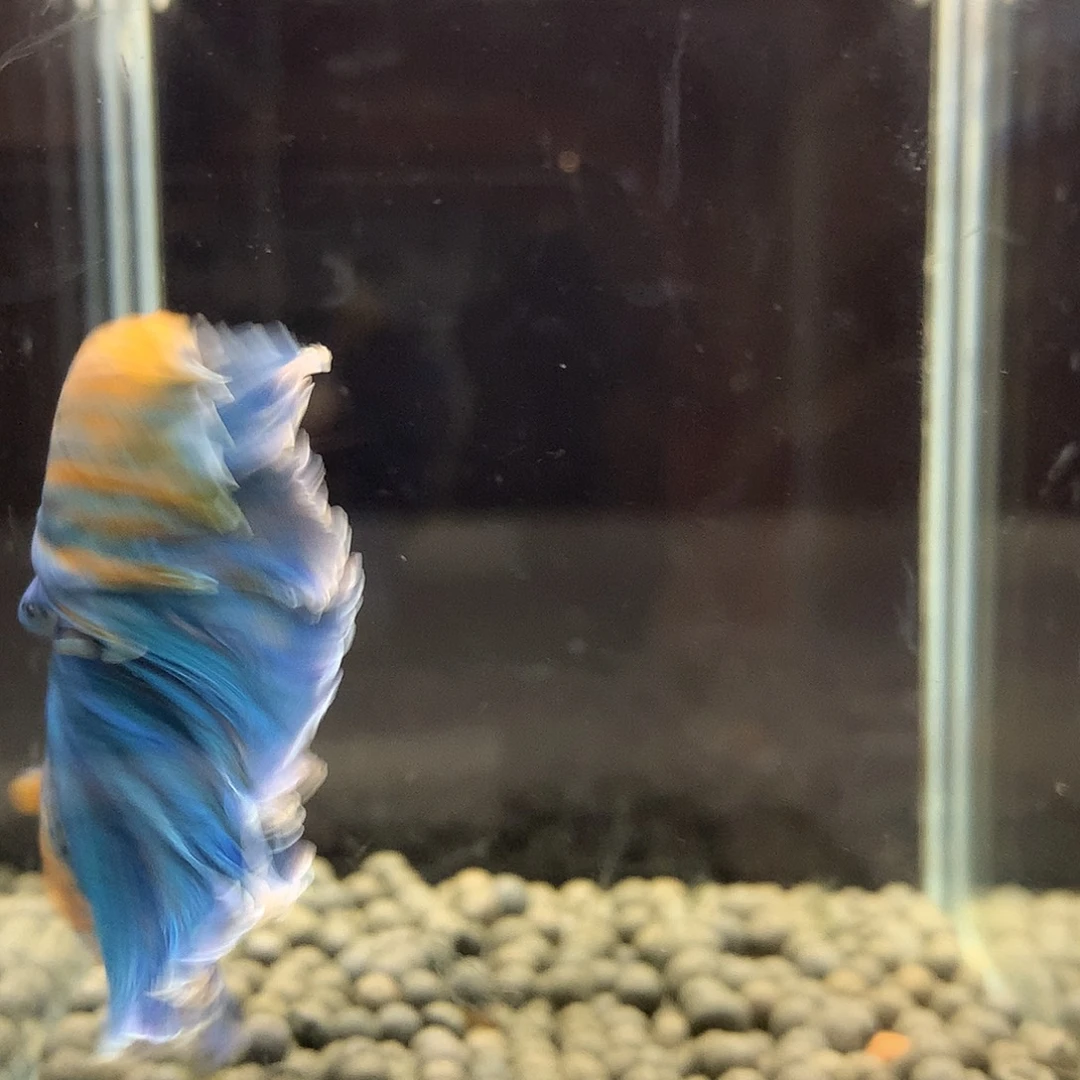 海水鱼七弟泰国斗鱼5