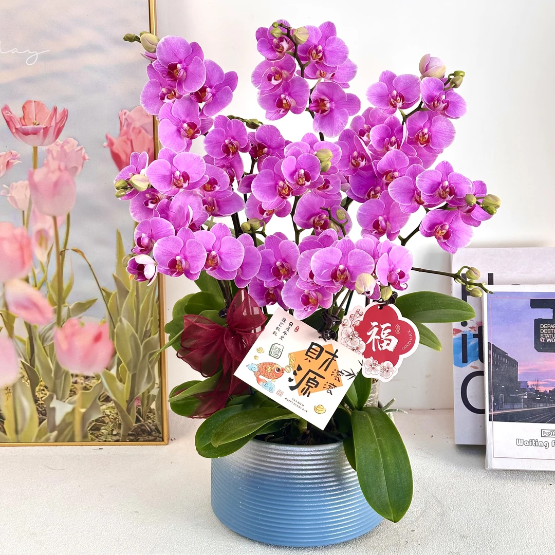 【紫蝶】 鲜花蝴蝶兰 室内组盆 室内花卉 带花带花苞
