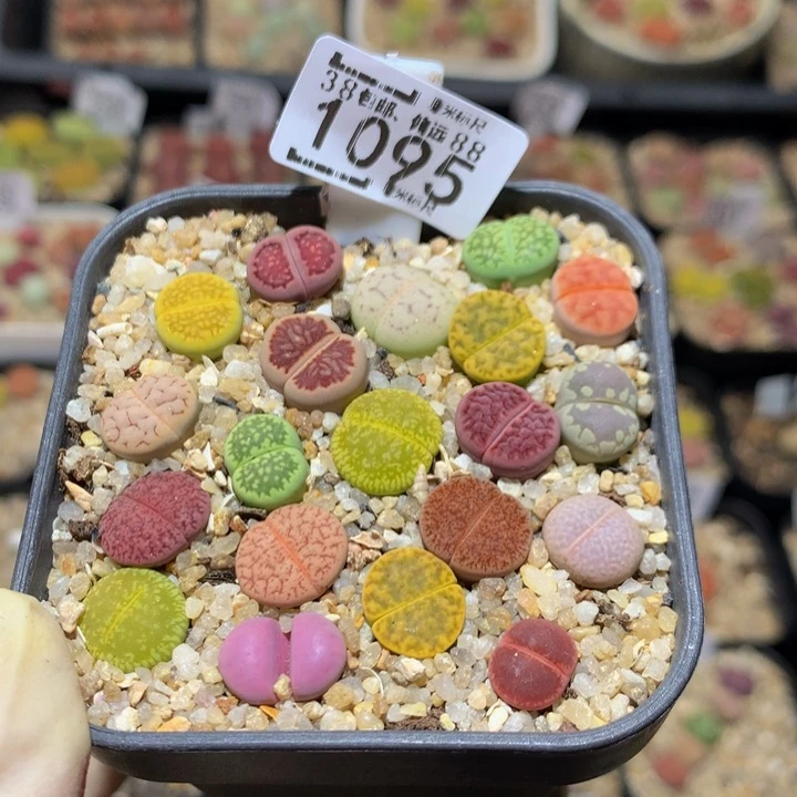 Sss精品生石花1095