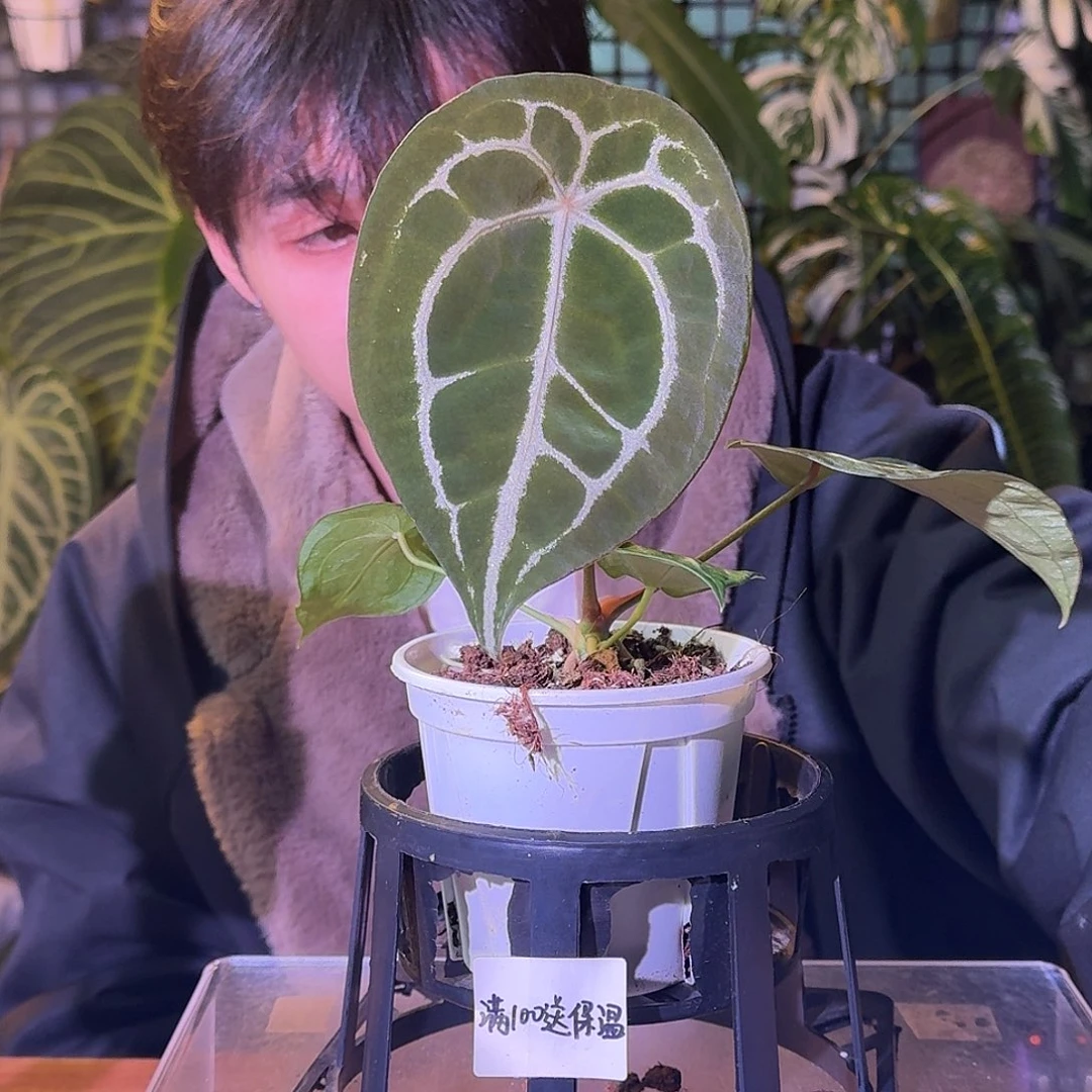 大部分花苞少量开放H394钻石盾