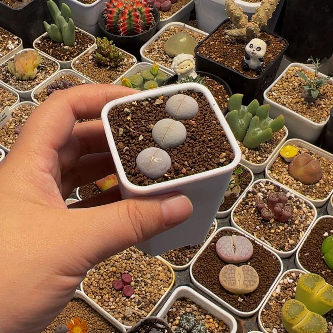 752多肉植物种类多样