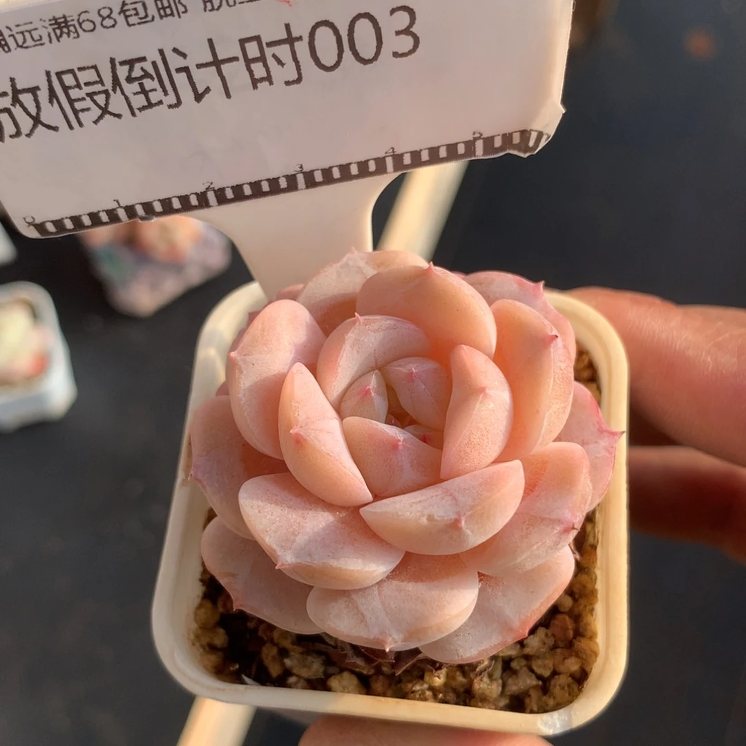 精品多肉糖心优选