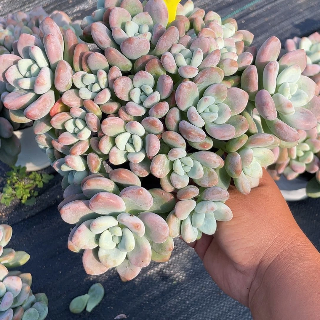 红洛神多肉植物群生889