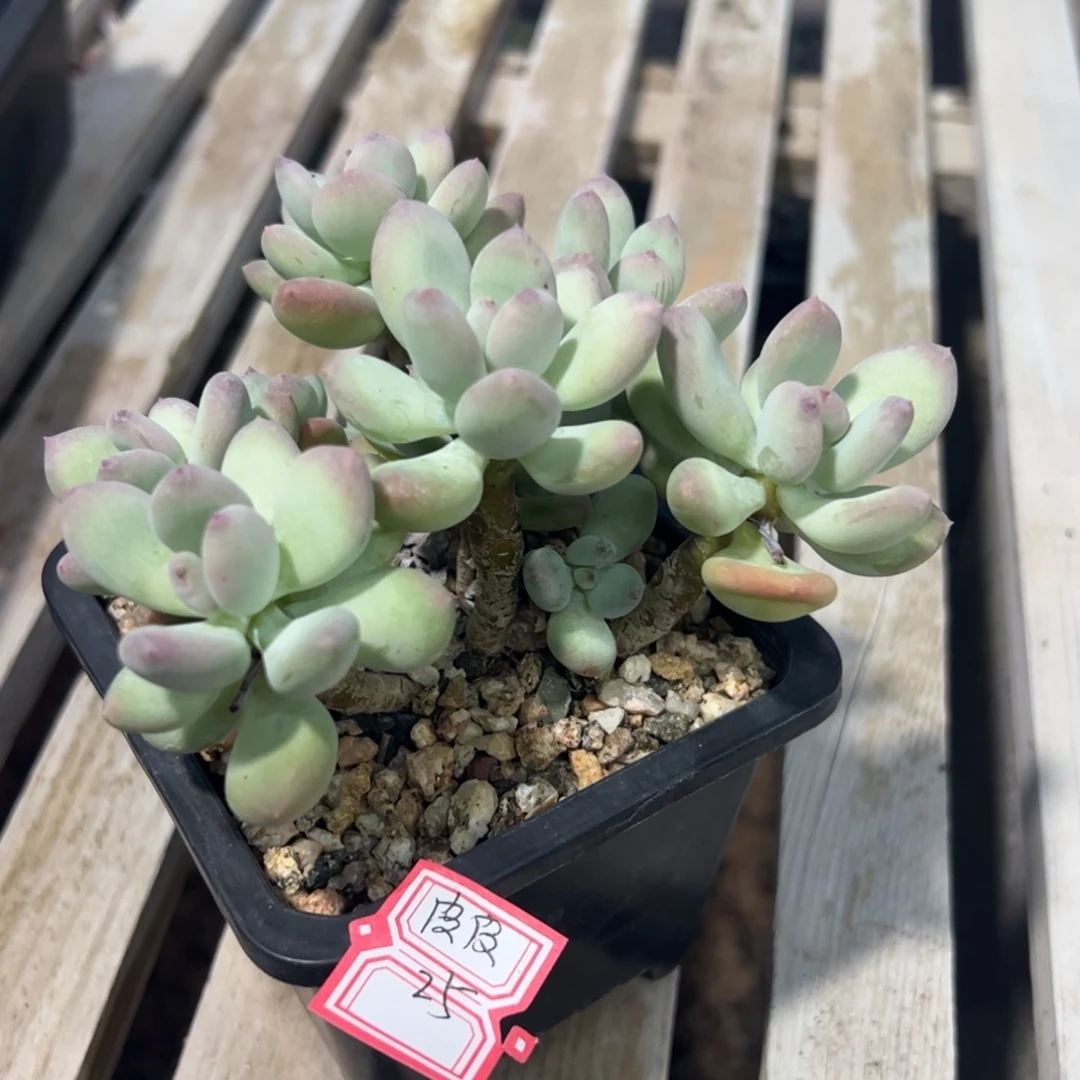 多肉植物多肉植物