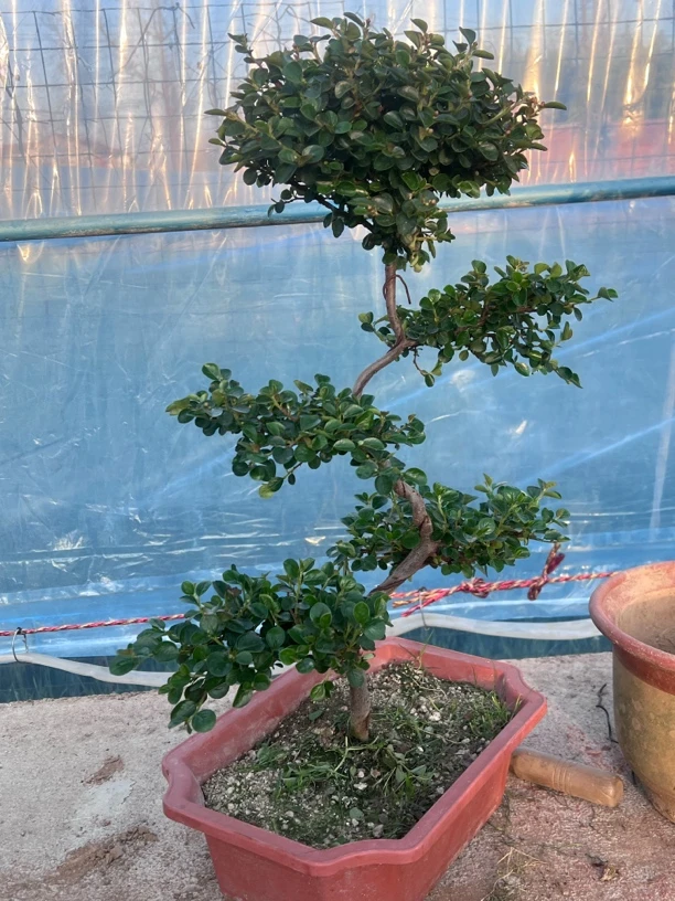 珍珠梅小巧精致的植物，多种方式养存
