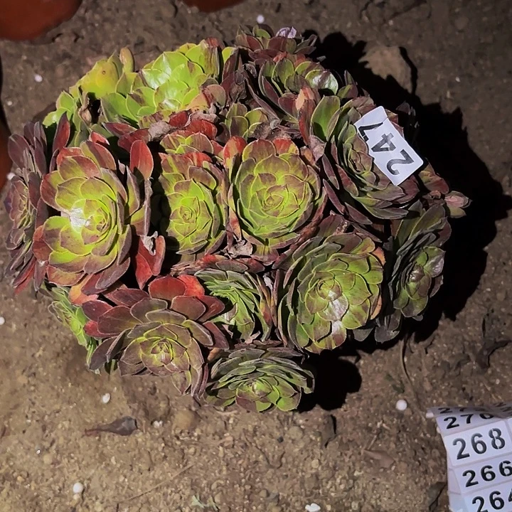 247花月夜多肉植物