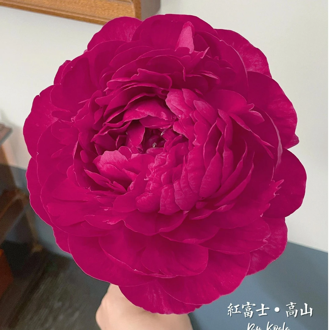 桑篱园【AAA级红富士】10枝进口山东重瓣大芍药鲜切花菏泽基地直发