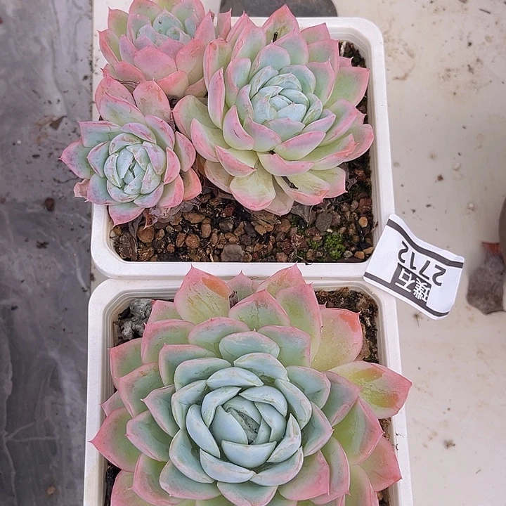 孤星2712多肉植物