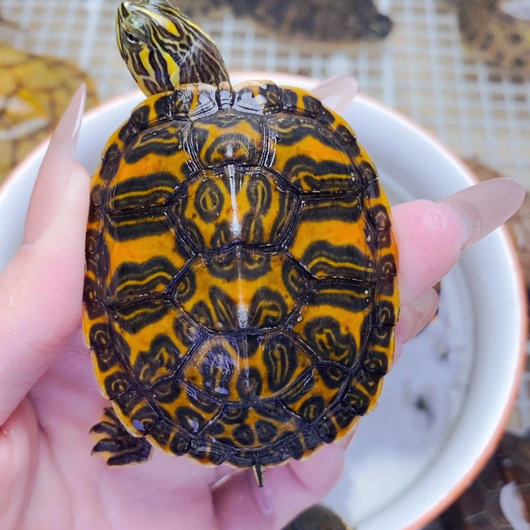 不分公母宠物龟精品圈分宽纹火焰6+