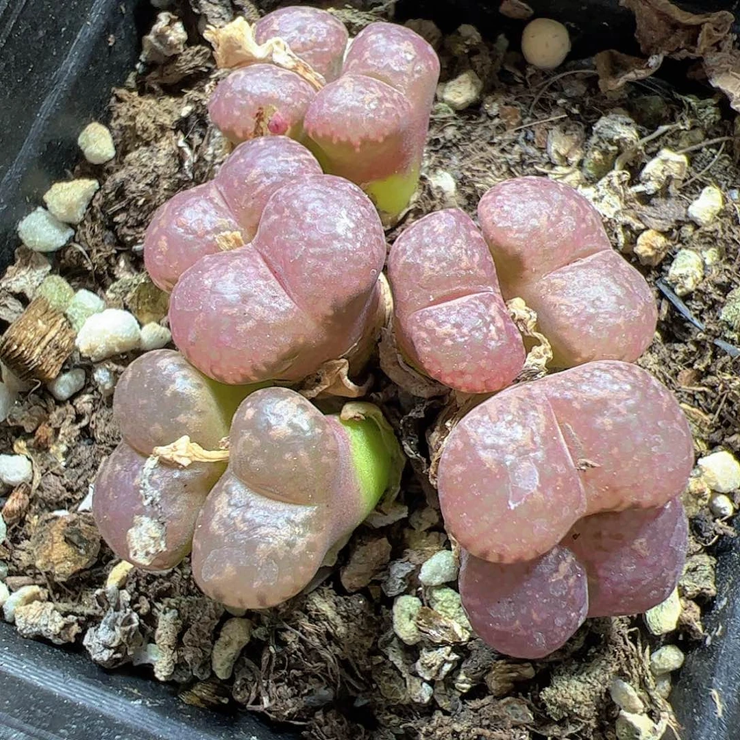 【闪购商品】181 端午福利