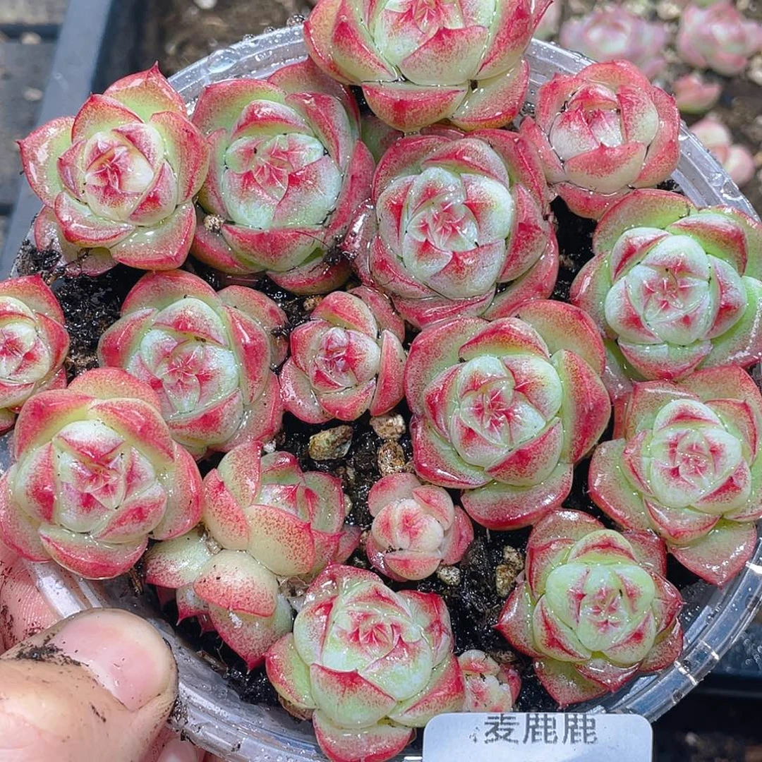 喵***酱114。订。