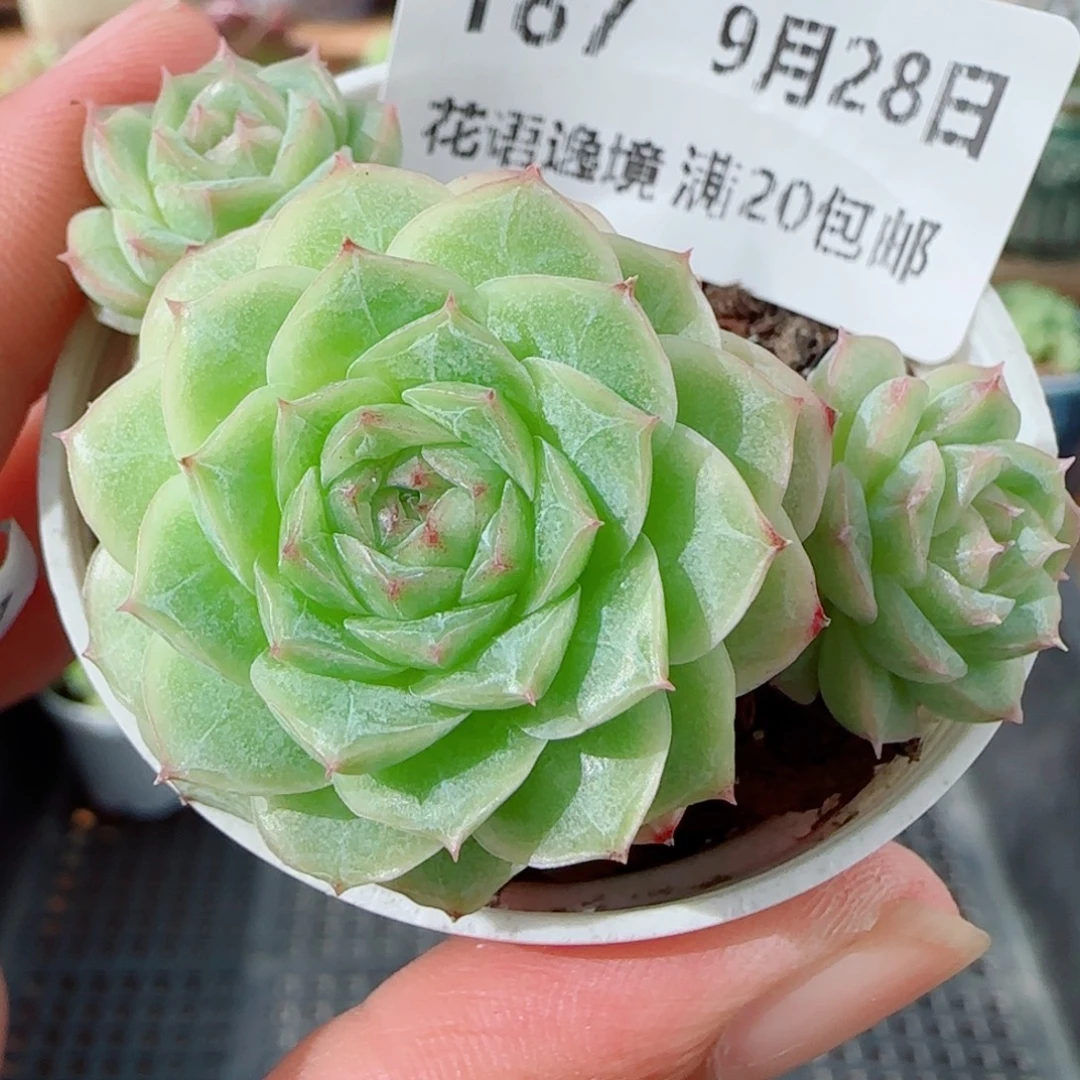 花语逸镜0928-187女王
