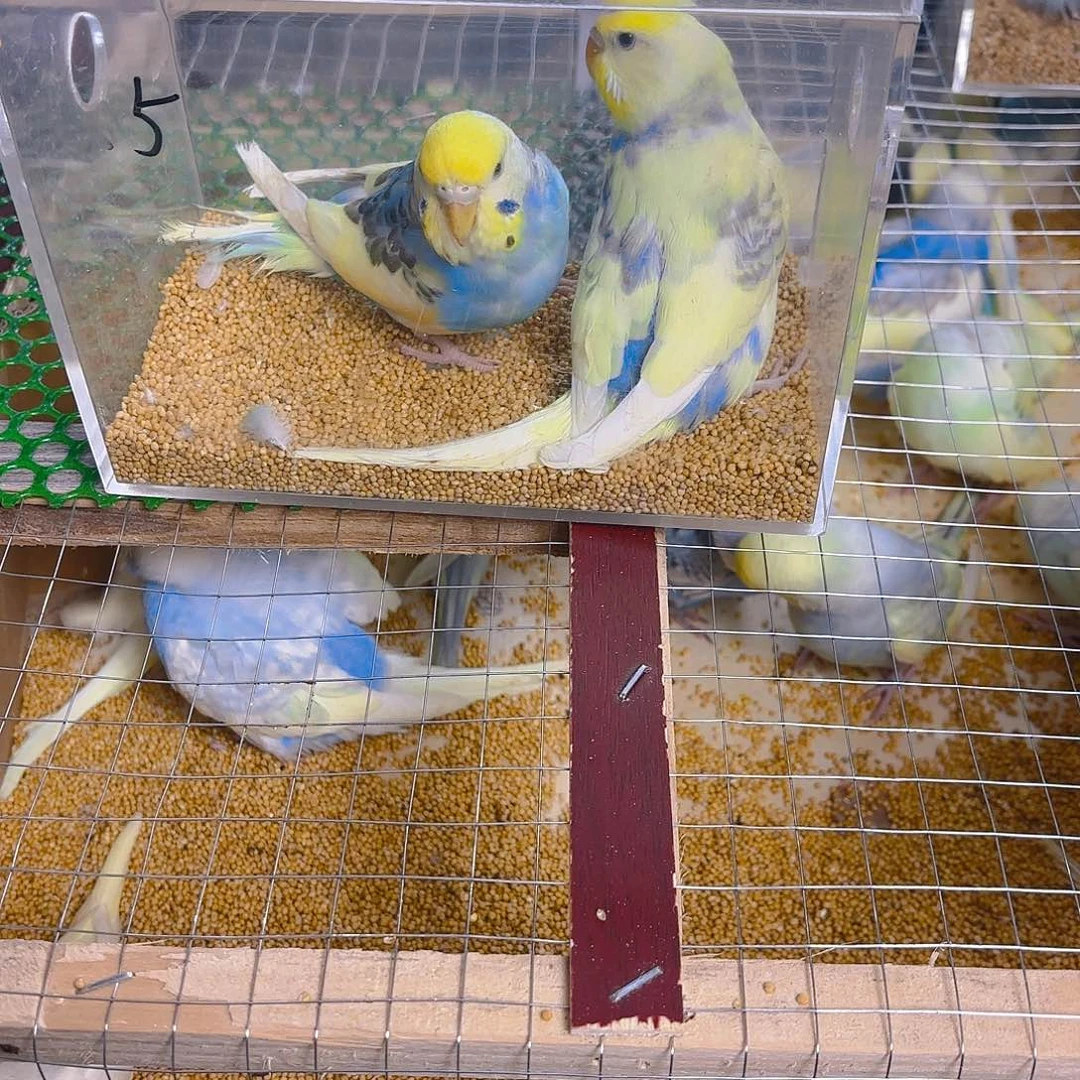 万***哥虎皮鹦鹉成年金彩两只