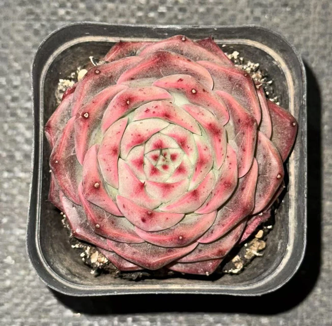 7#红梅体验版多肉植物 前男友精品多肉SM963