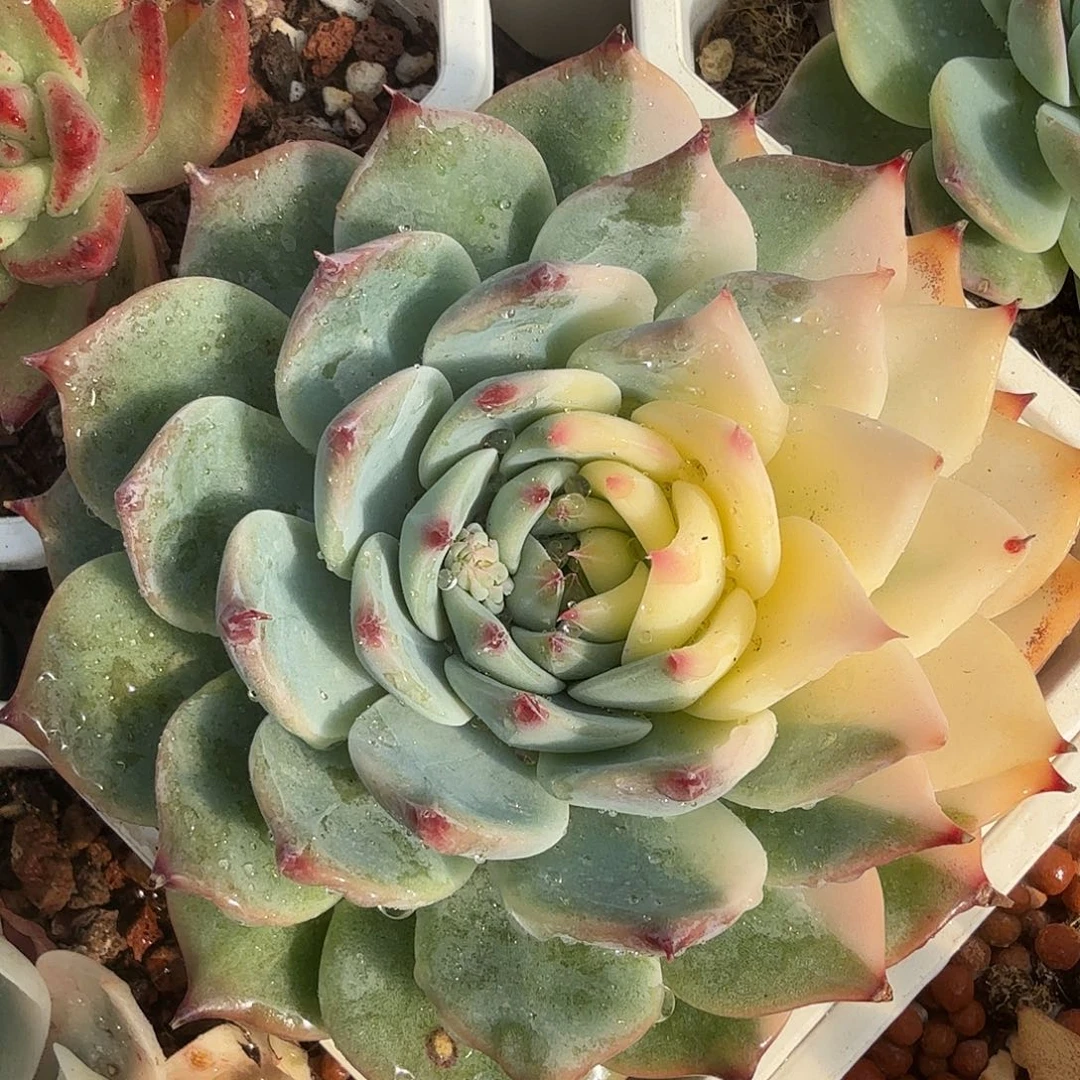 吉娃娃锦，多肉植物。