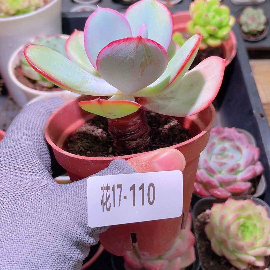 花利美17-110白眉