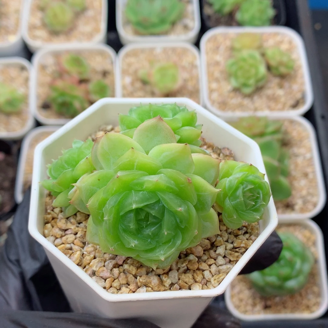 58包邮  群生不包整蔷薇珍妮31