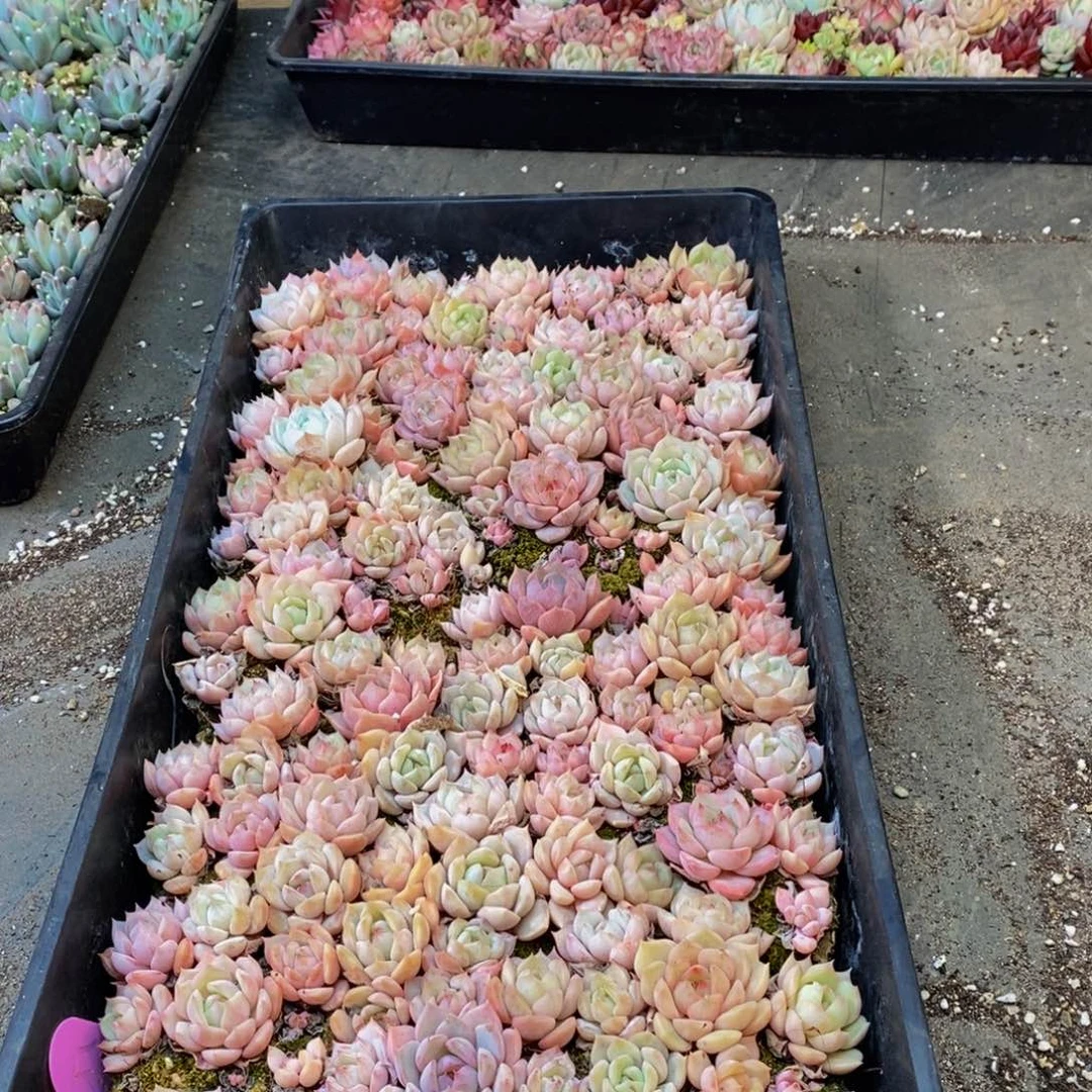 168多肉植物保护研究所所长助理