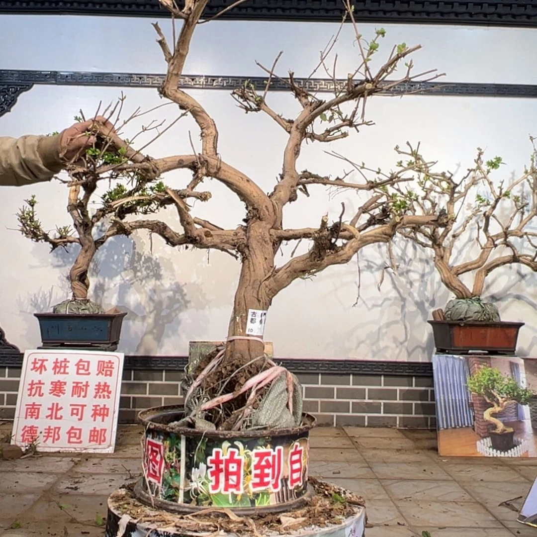无花朵金银花88888