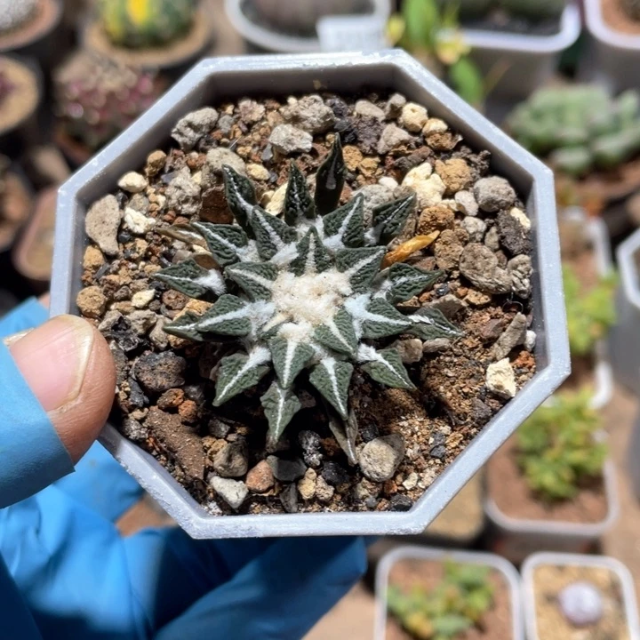 207实生黑牡丹仙人球