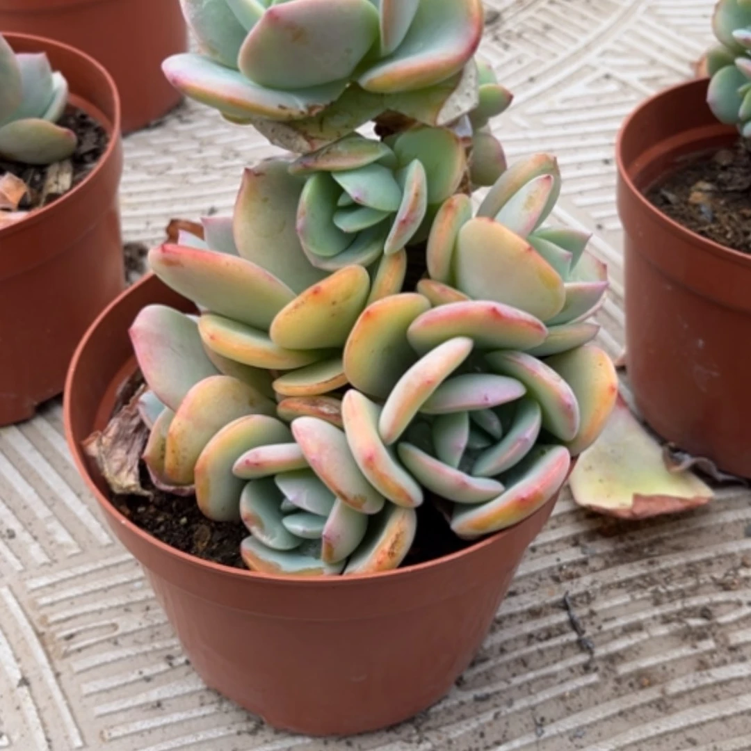 【闪购商品】小***L白凤