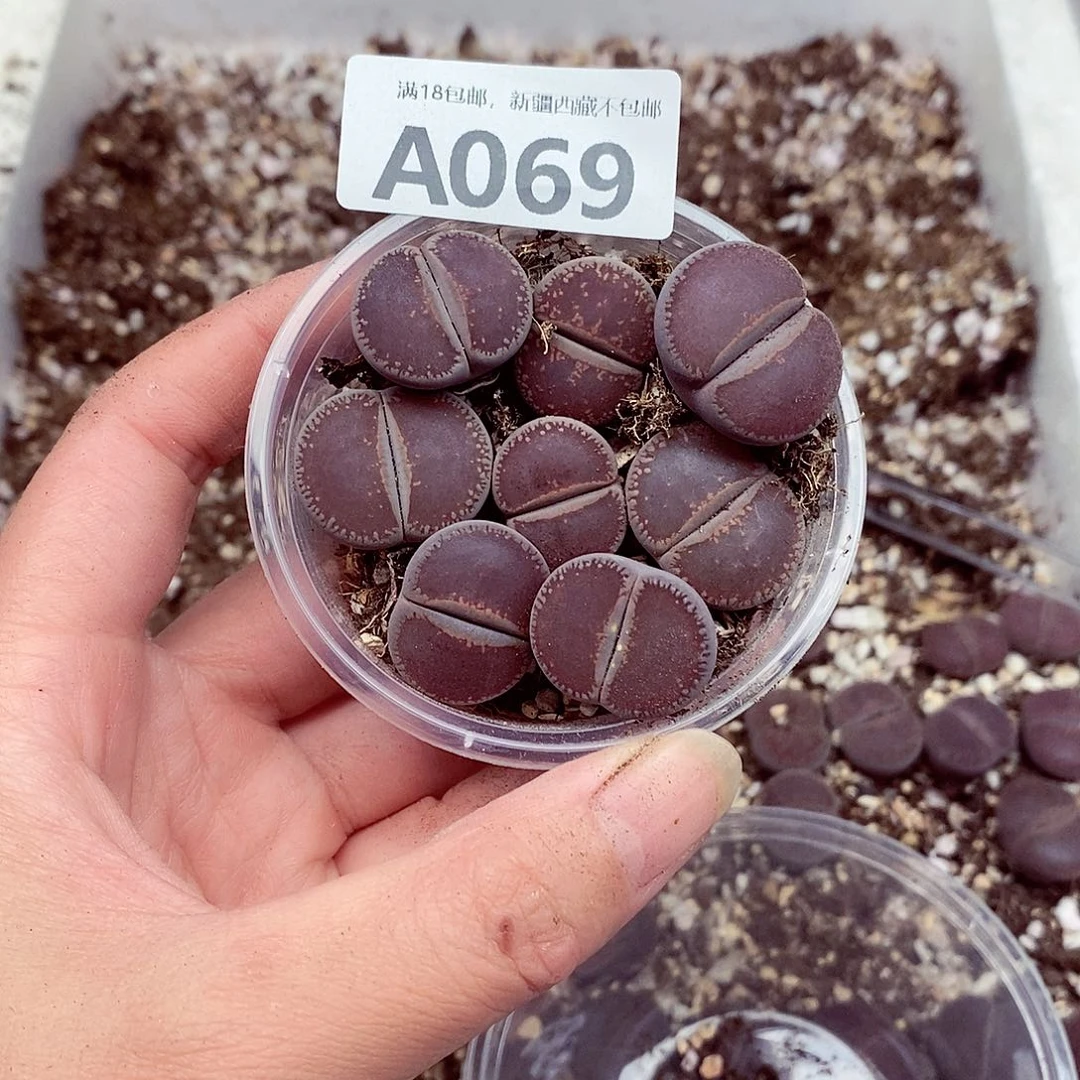 69龙卡咯哦哦哦咯