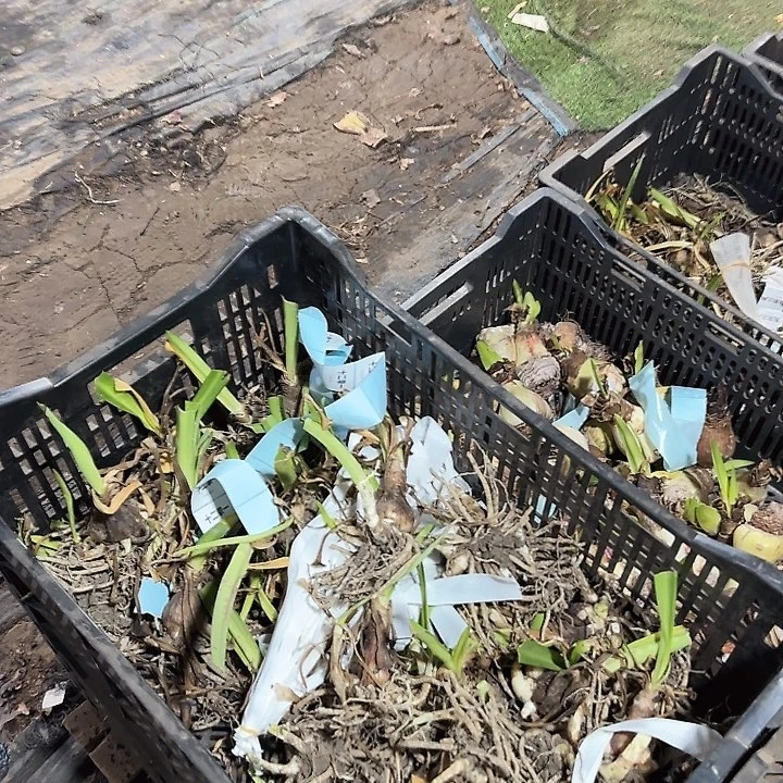 3.5公分左右黛侧芽12单一