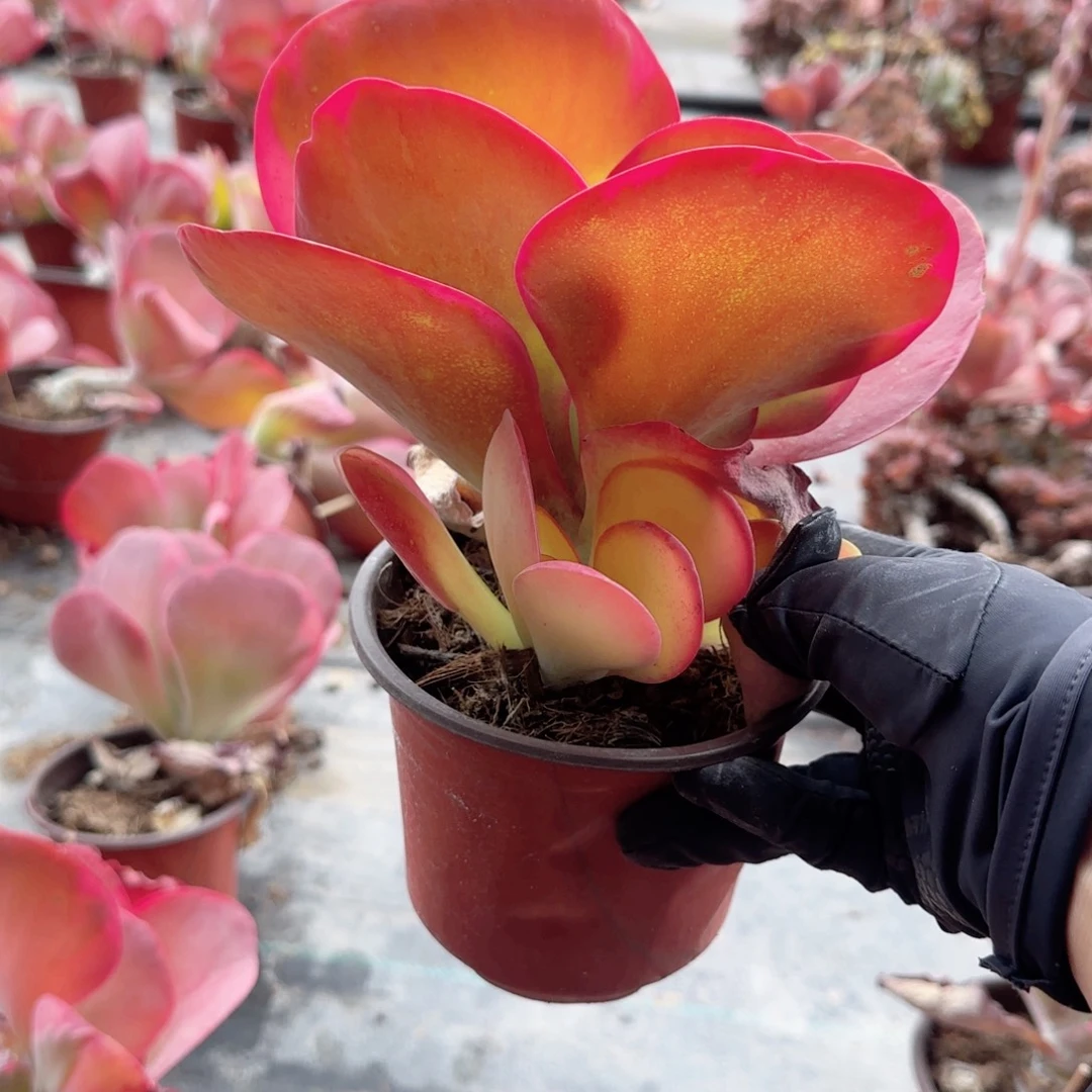 无花朵唐印锦单头