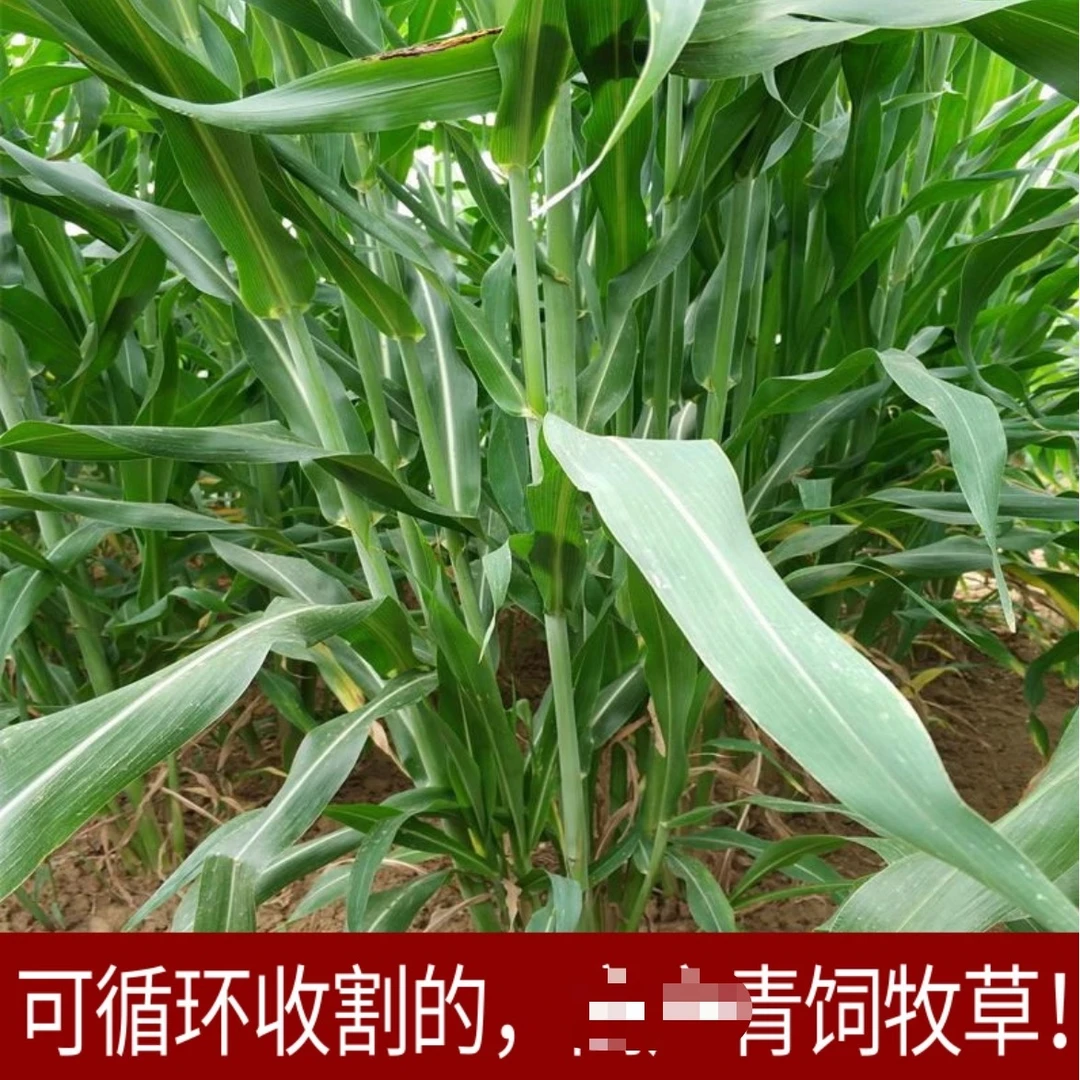 【高丹王牧草】高丹王牧草四季种植