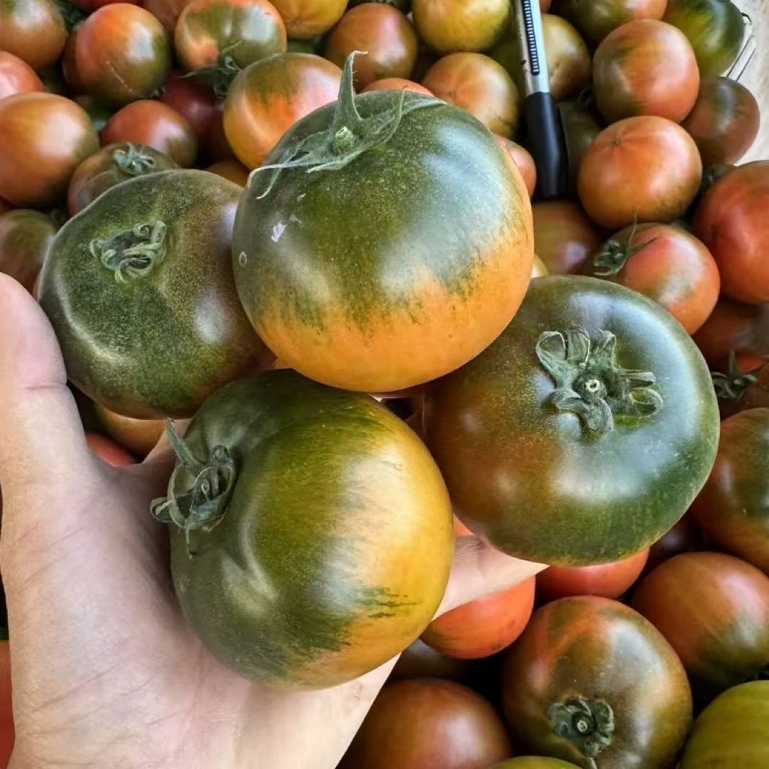 【草莓番茄】正宗高糖草莓番茄铁皮柿子5斤净重酸甜番茄味浓红绿色