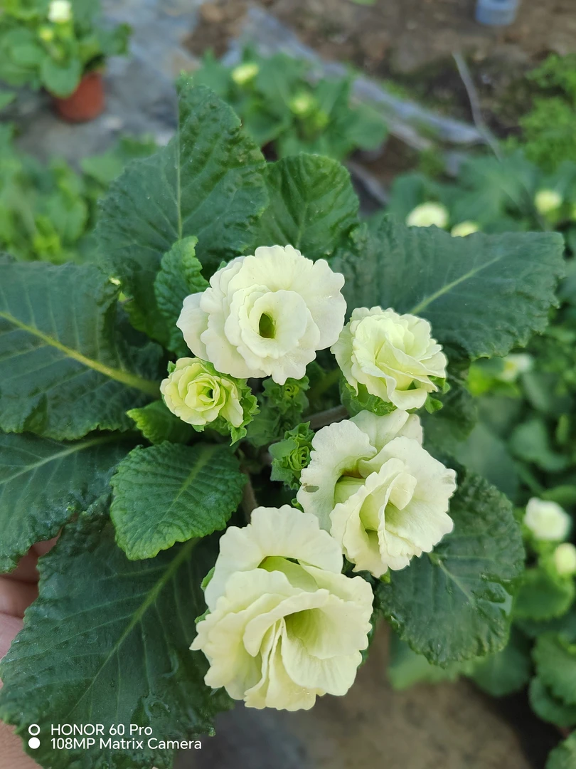 玫瑰报春花盆栽耐寒大苗阳台室内花卉