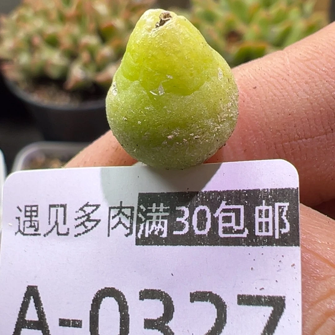 大葫芦多肉植物11111111111111111