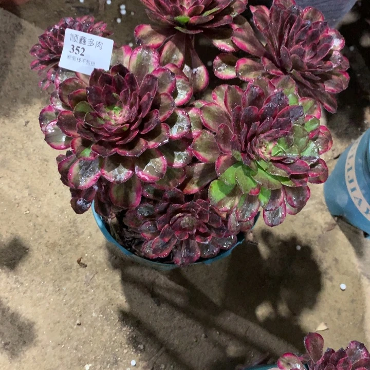 A***352紫铜多肉植物特价