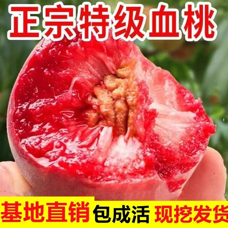 血桃苗特大早晚熟嫁接桃树果苗水蜜桃盆栽冬桃南北方种植当年结果
