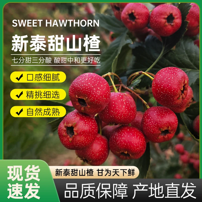 甜红子小山楂 水果山楂七分甜三分酸