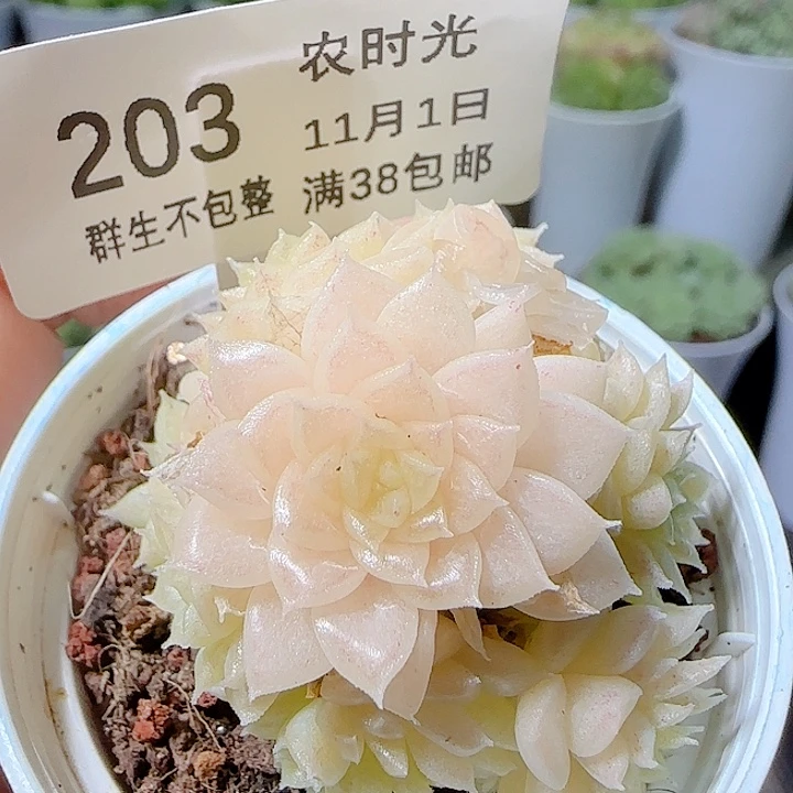 1101-203娃娃1麦杆