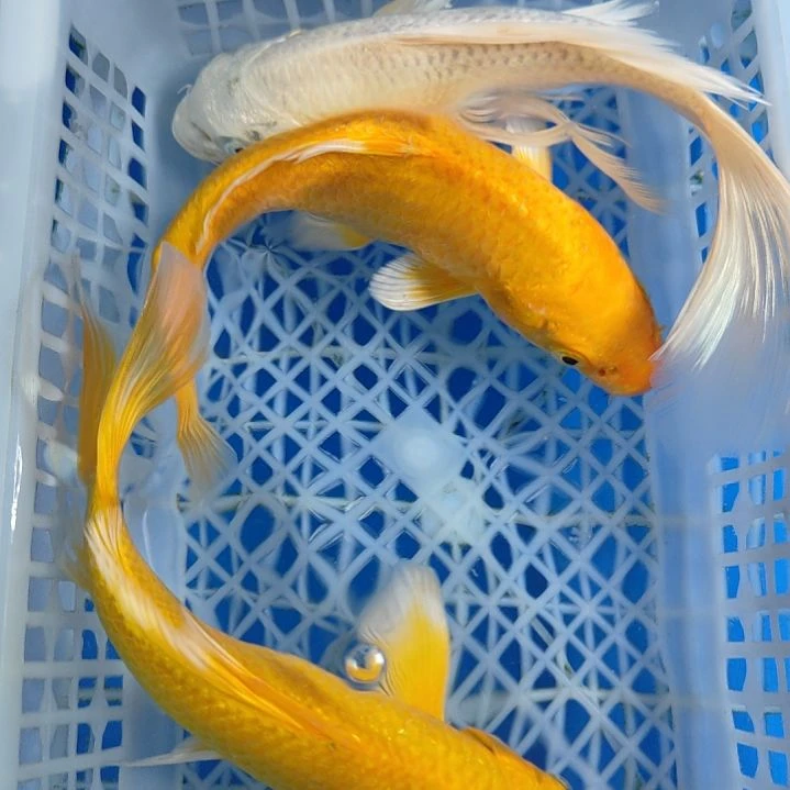 锦鲤两黄一白13-15