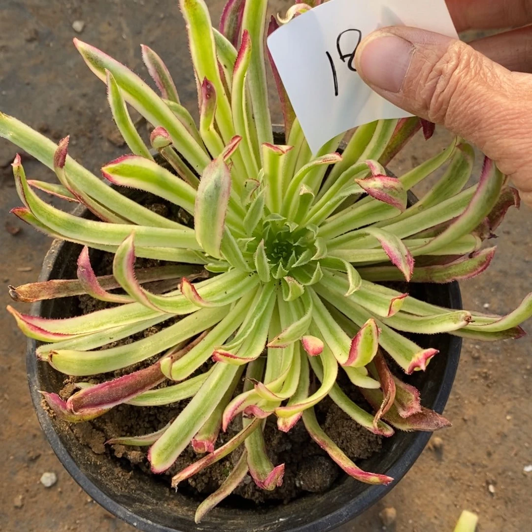 18金丝菊多肉植物