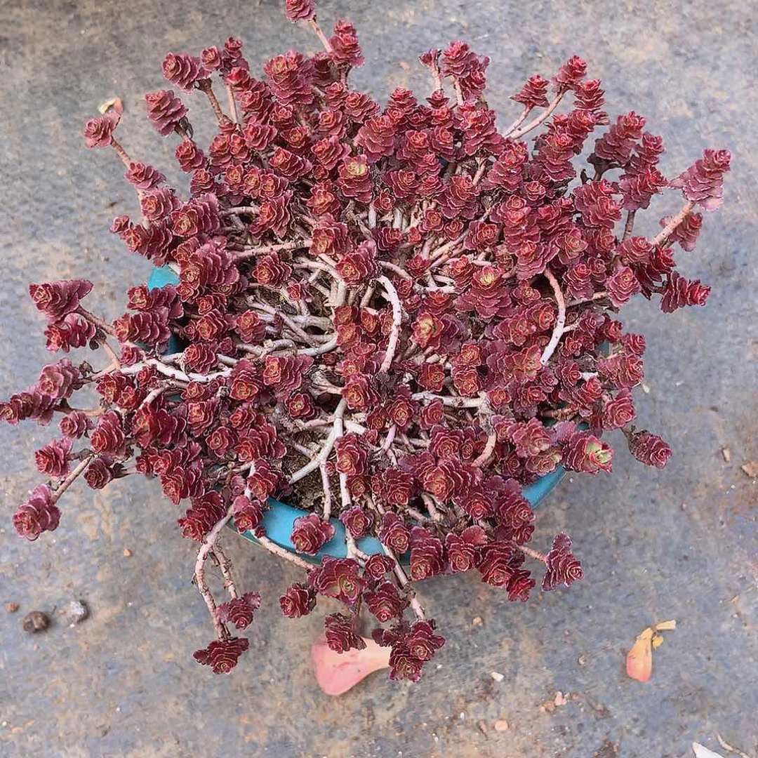 九号一物一拍多肉578小球玫瑰