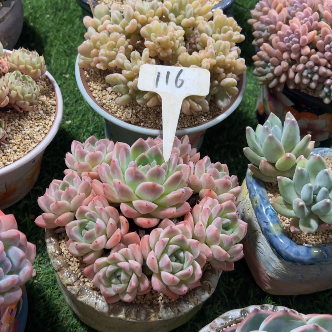 梅*两颗一起多肉植物