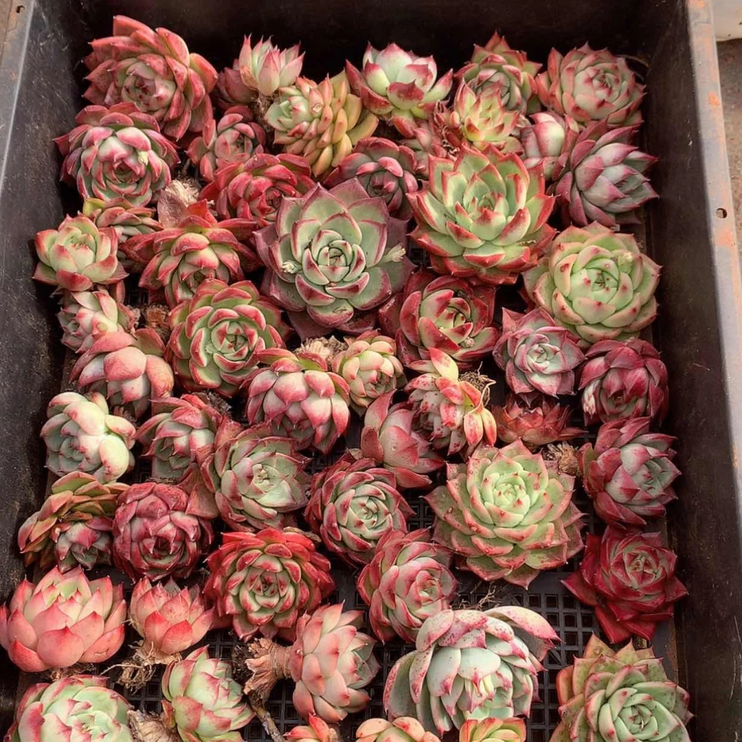 【闪购商品】云681号一筐40颗