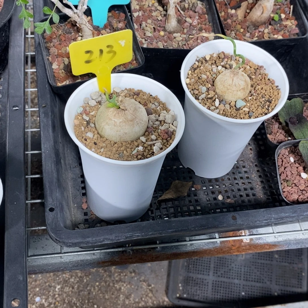 鹿角苍角殿多肉植物