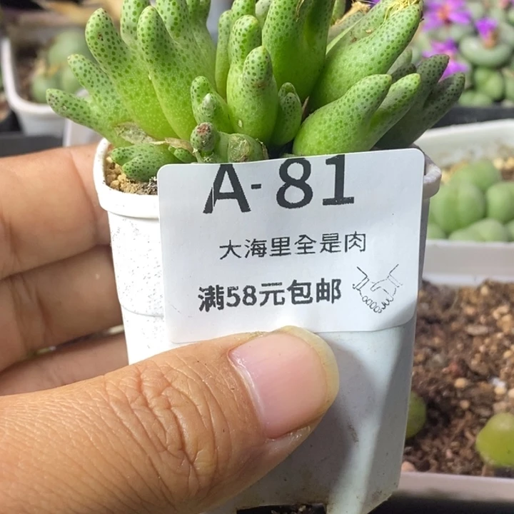 ****妍5666666666666666699