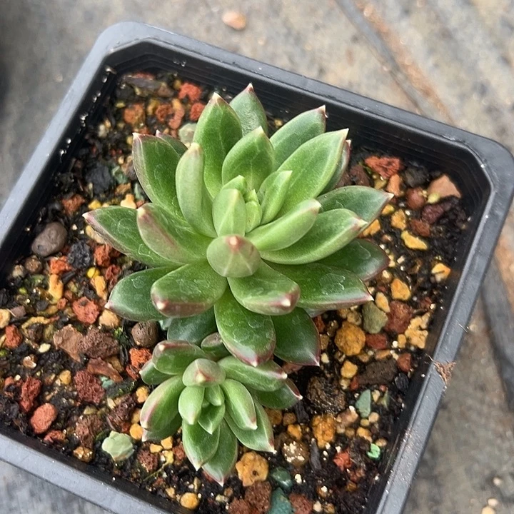 柏拉图美人特价一物一拍