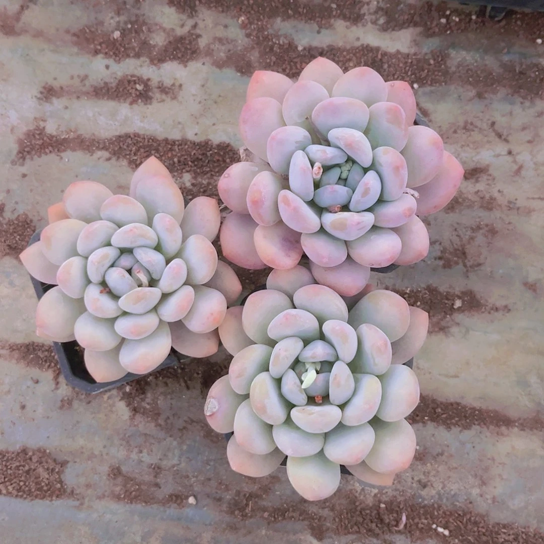 三颗香水9999999999