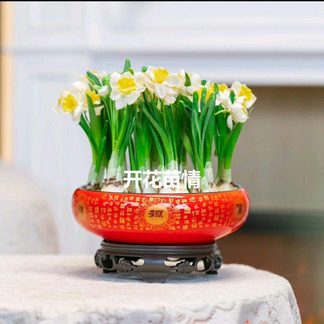 【加大版12-15水仙花】带叶芽8寸红福陶瓷盆漳州室内盆栽年宵花卉