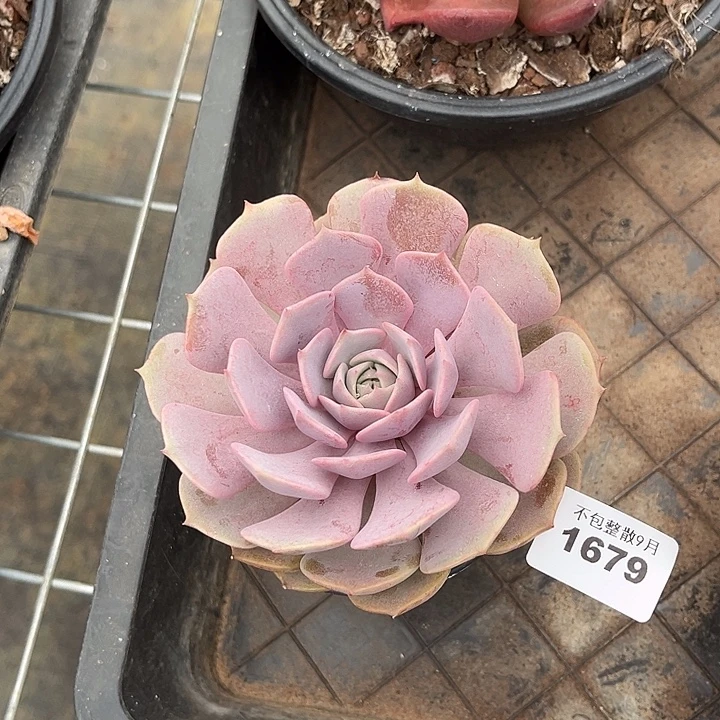 阿雅园艺。        1679粉蝶