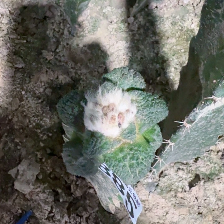 885菜花牡丹仙人球