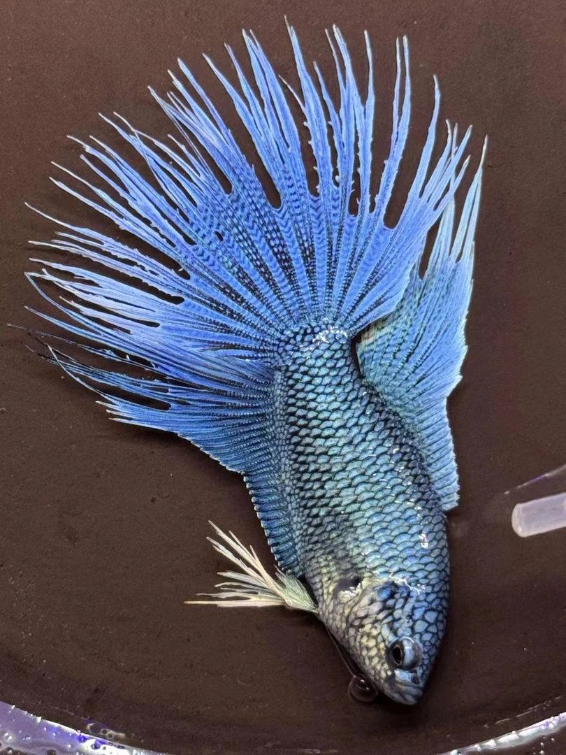 【直播专用】中国斗鱼活体观赏鱼耐活好养活一物一拍