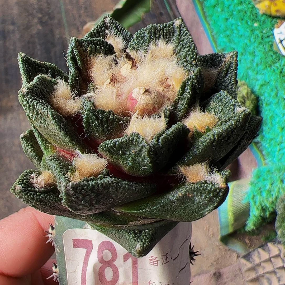 勃氏辛顿牡丹781